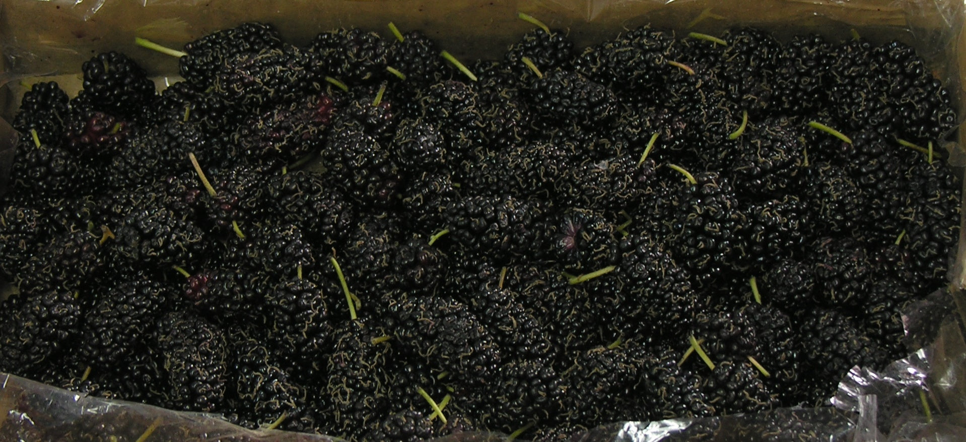 Mulberry Fresh