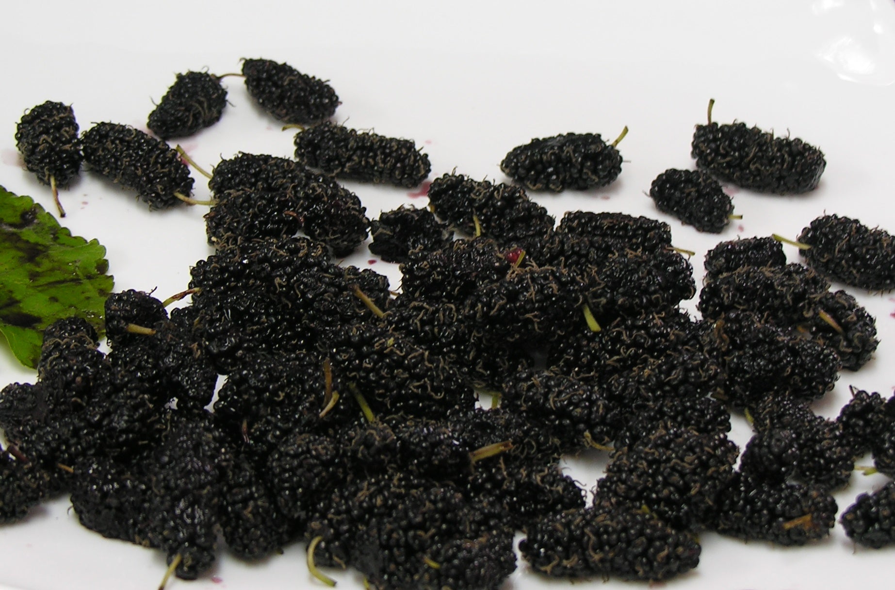 Mulberry Fresh