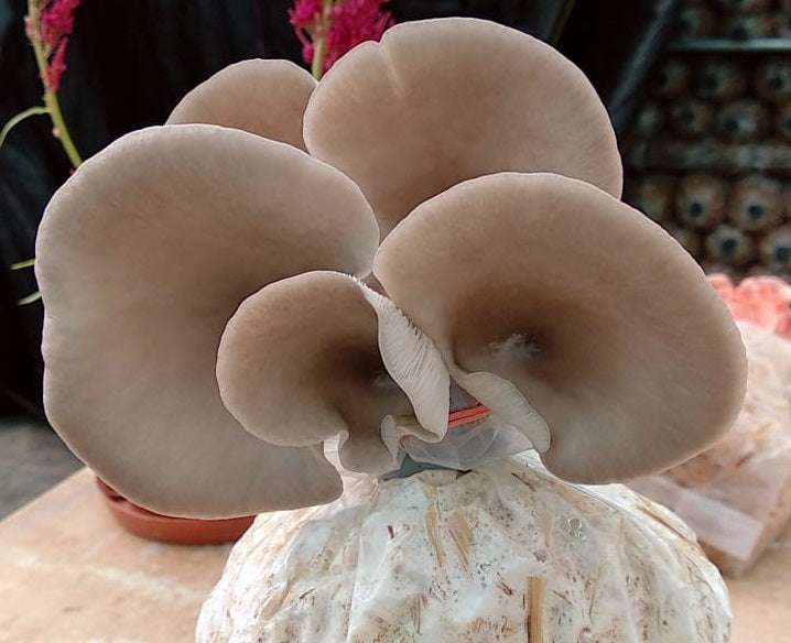Mushrooms ,Oysters Mix