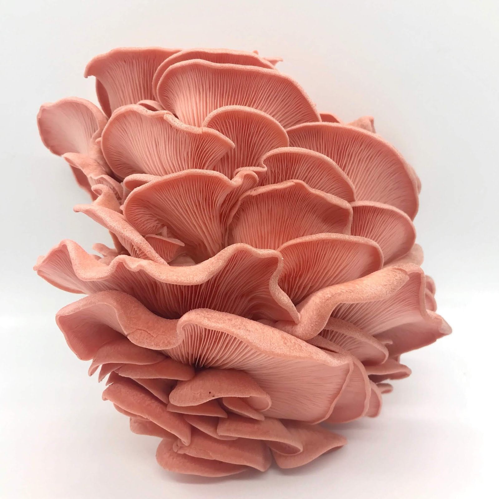Mushrooms ,Oysters Mix