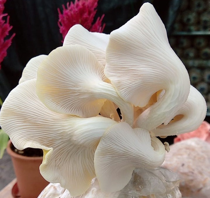 Mushrooms ,Oysters Mix