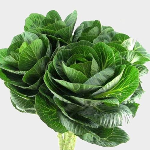 Ornamental Kale Green