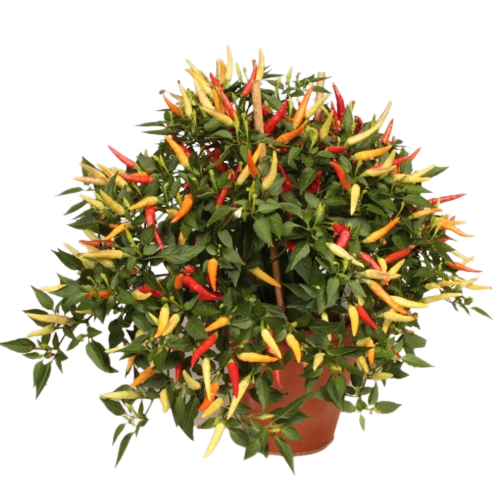 Ornamental Chilly Live Plant – Trikaya Online Store