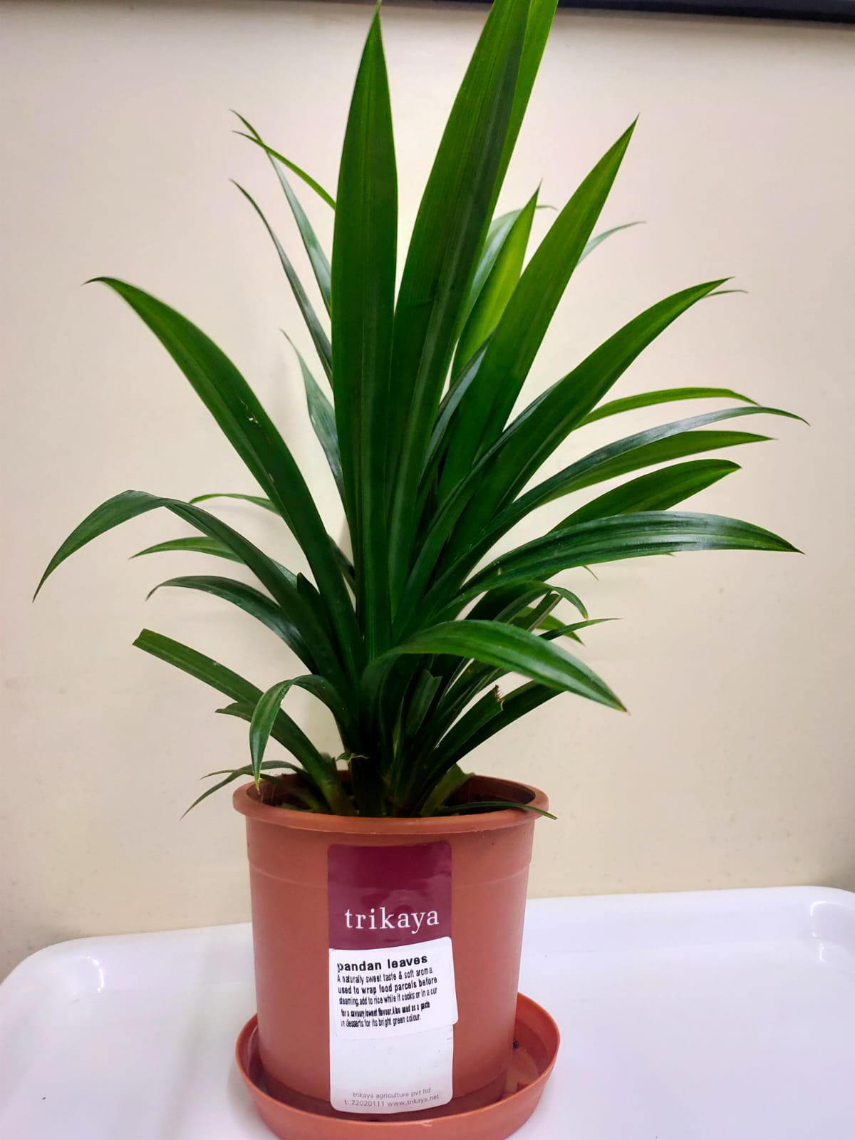 Pandanus Leaves Live Plant