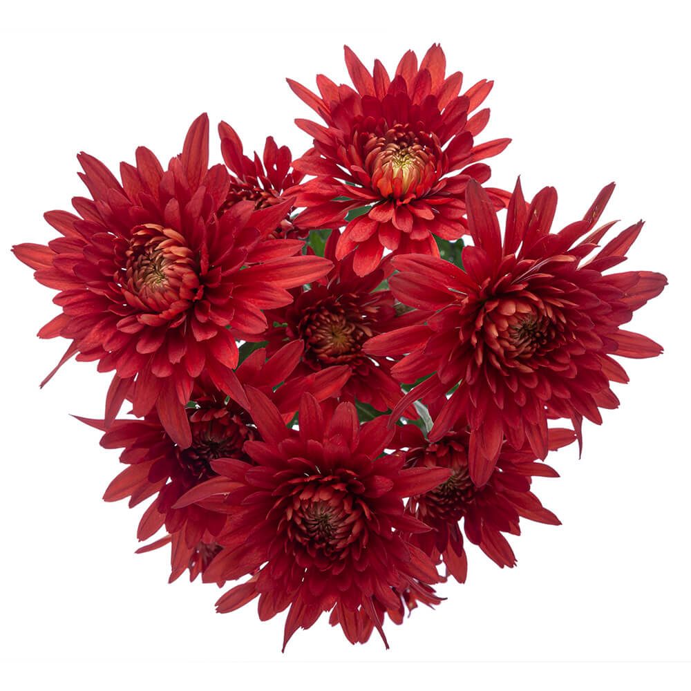 Chrysanthemum Purple spray