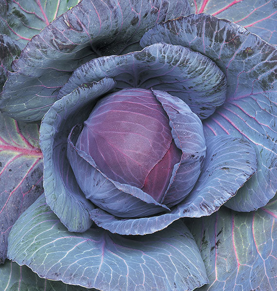 Cabbage, Red