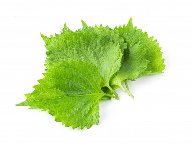 Shiso Leaf