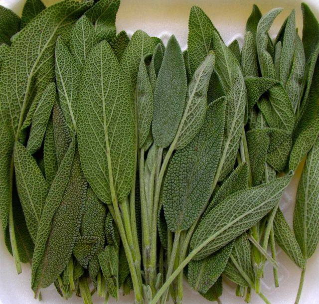 Sage Fresh