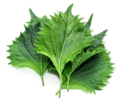 Shiso Leaf