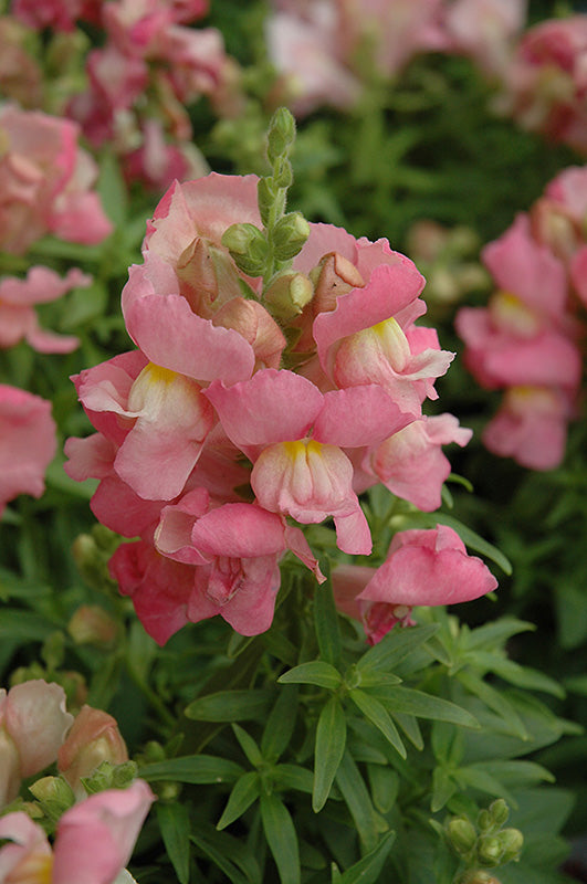 Snapdragon Pink