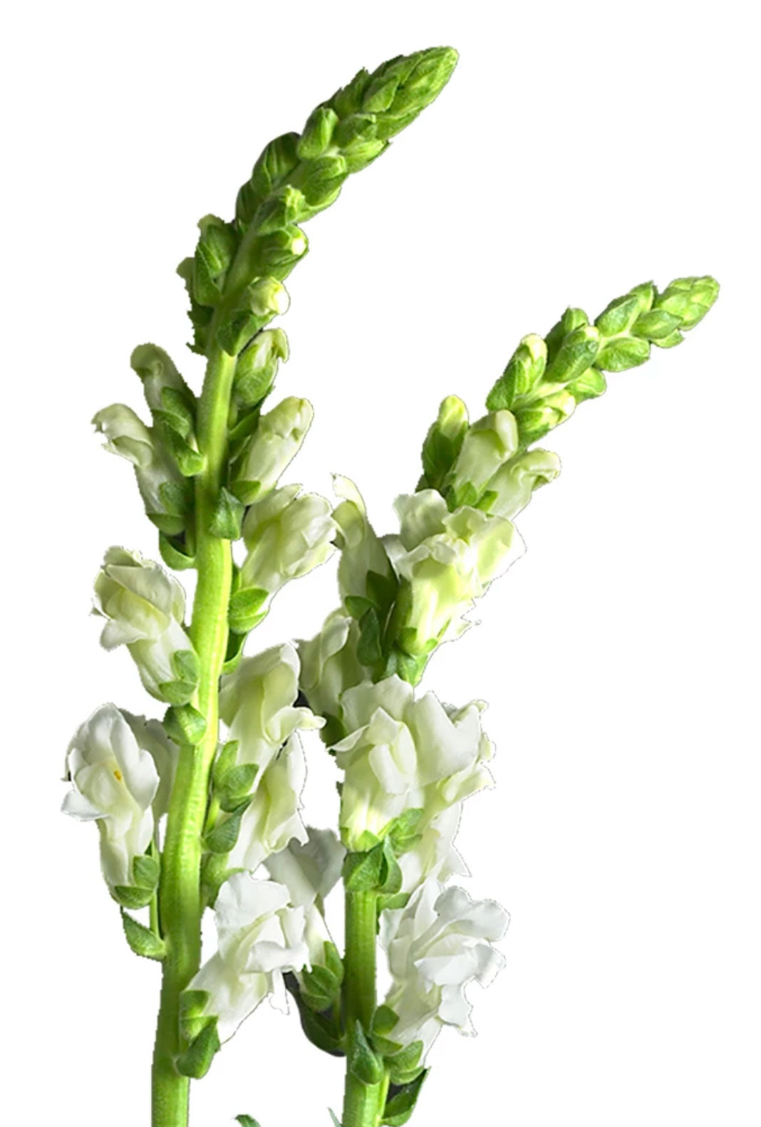 Snapdragon White