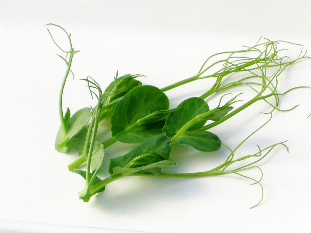 Snow Peas Shoot