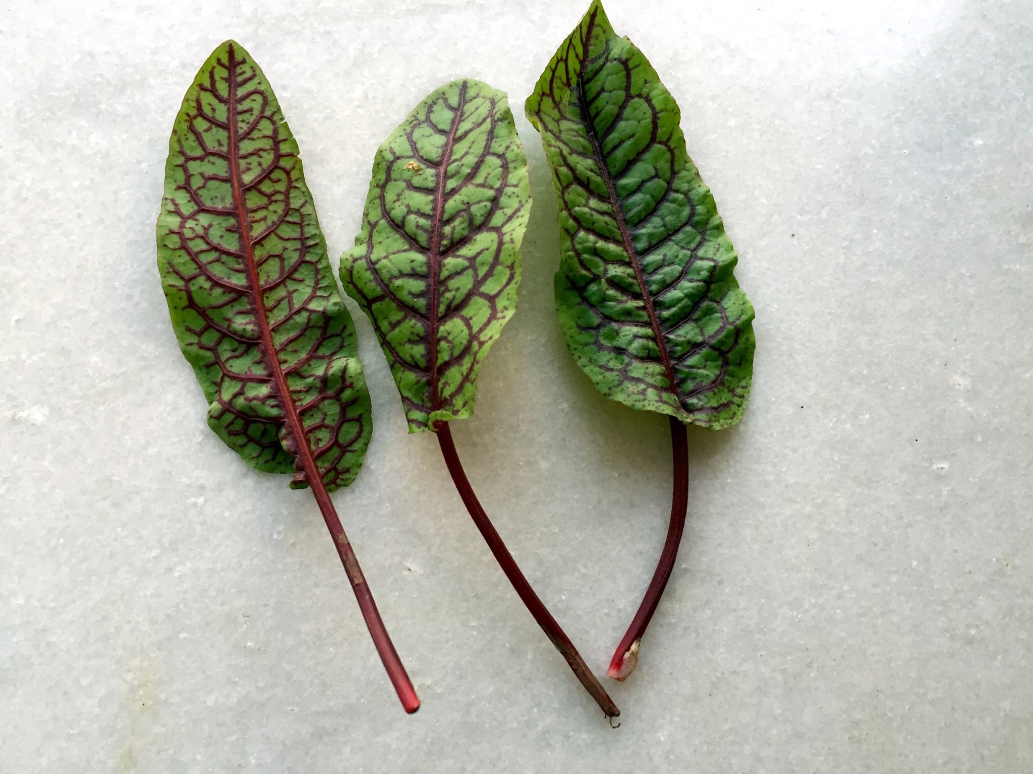 Sorrel