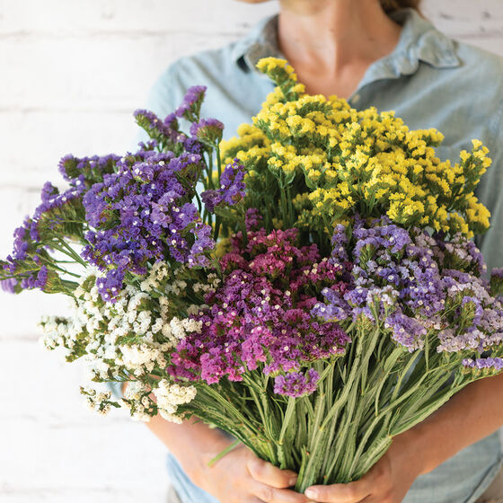 Statice Mix (Blue, Yellow, White , Pink)