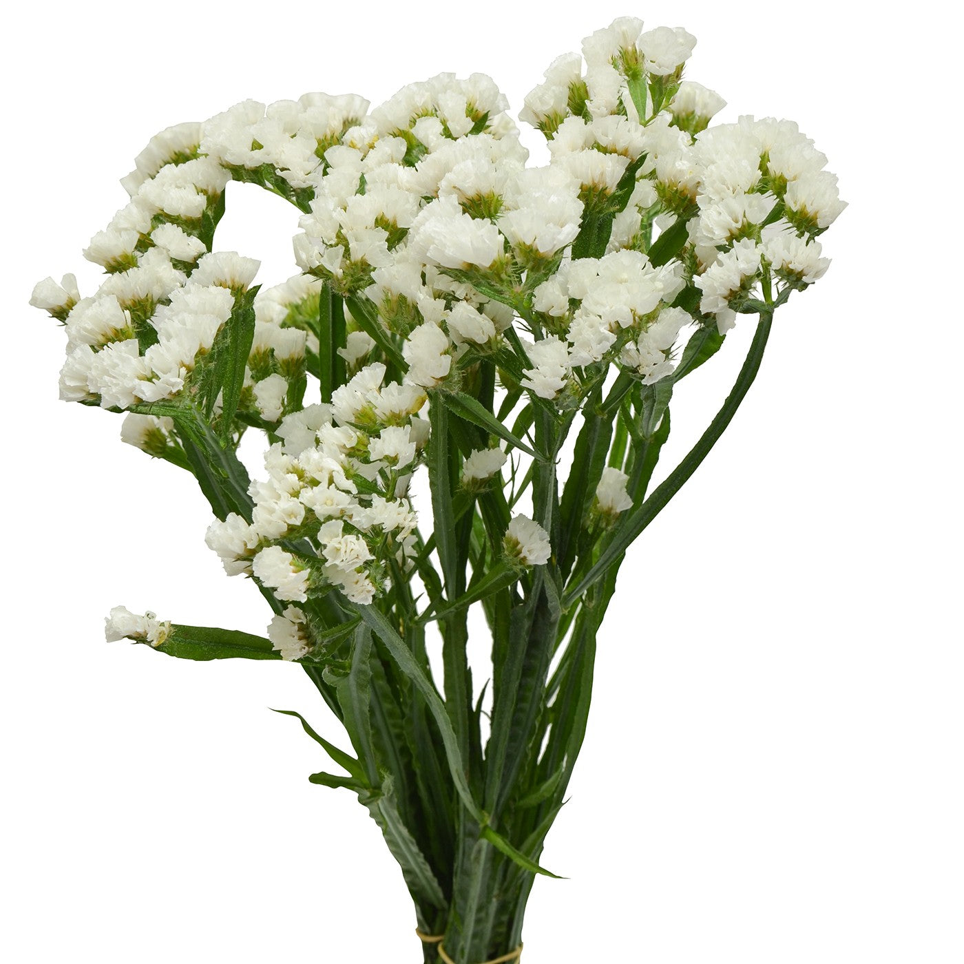 Statice White