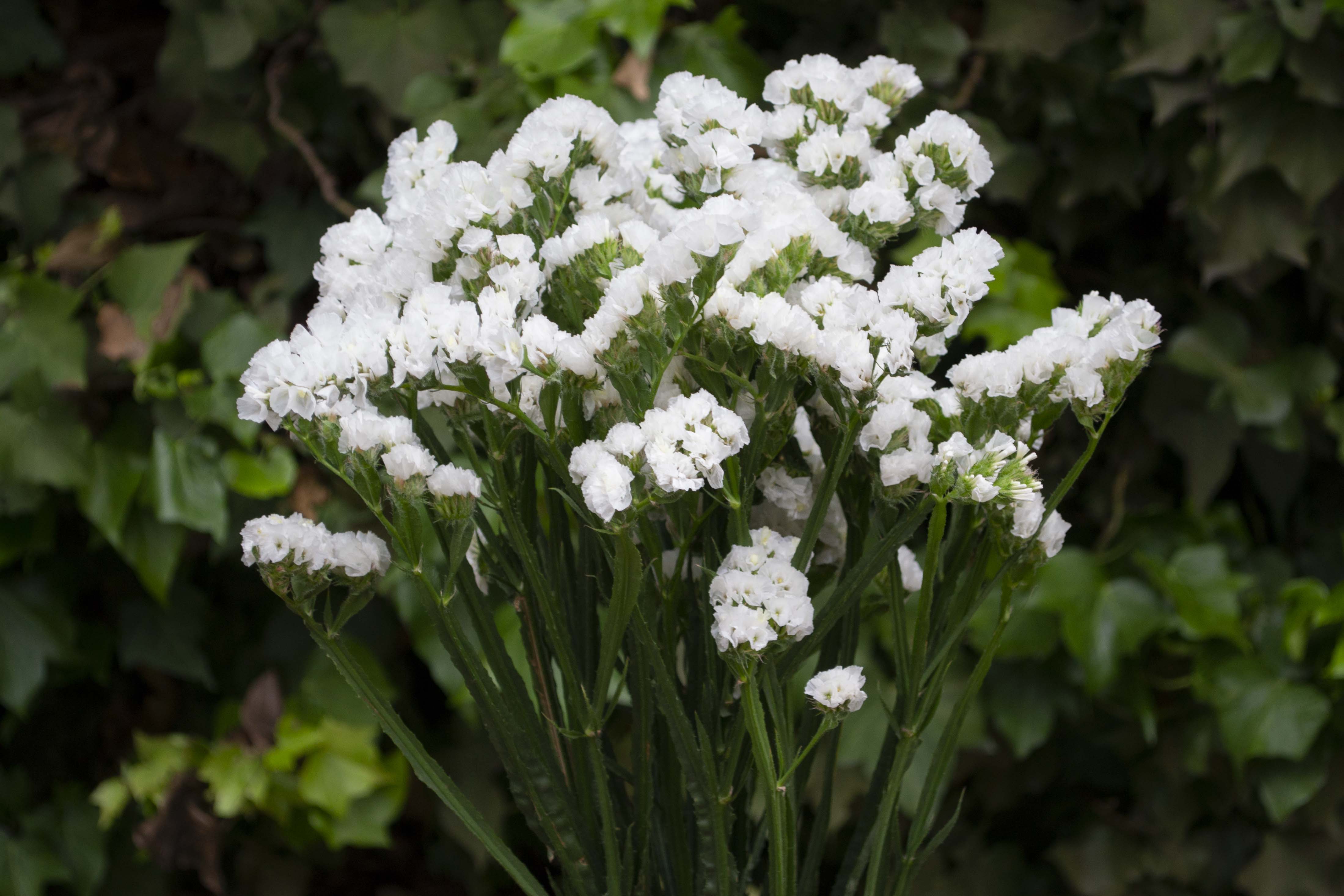 Statice White