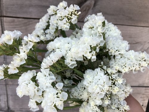 Statice White