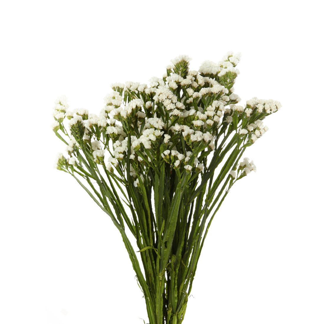 Statice White