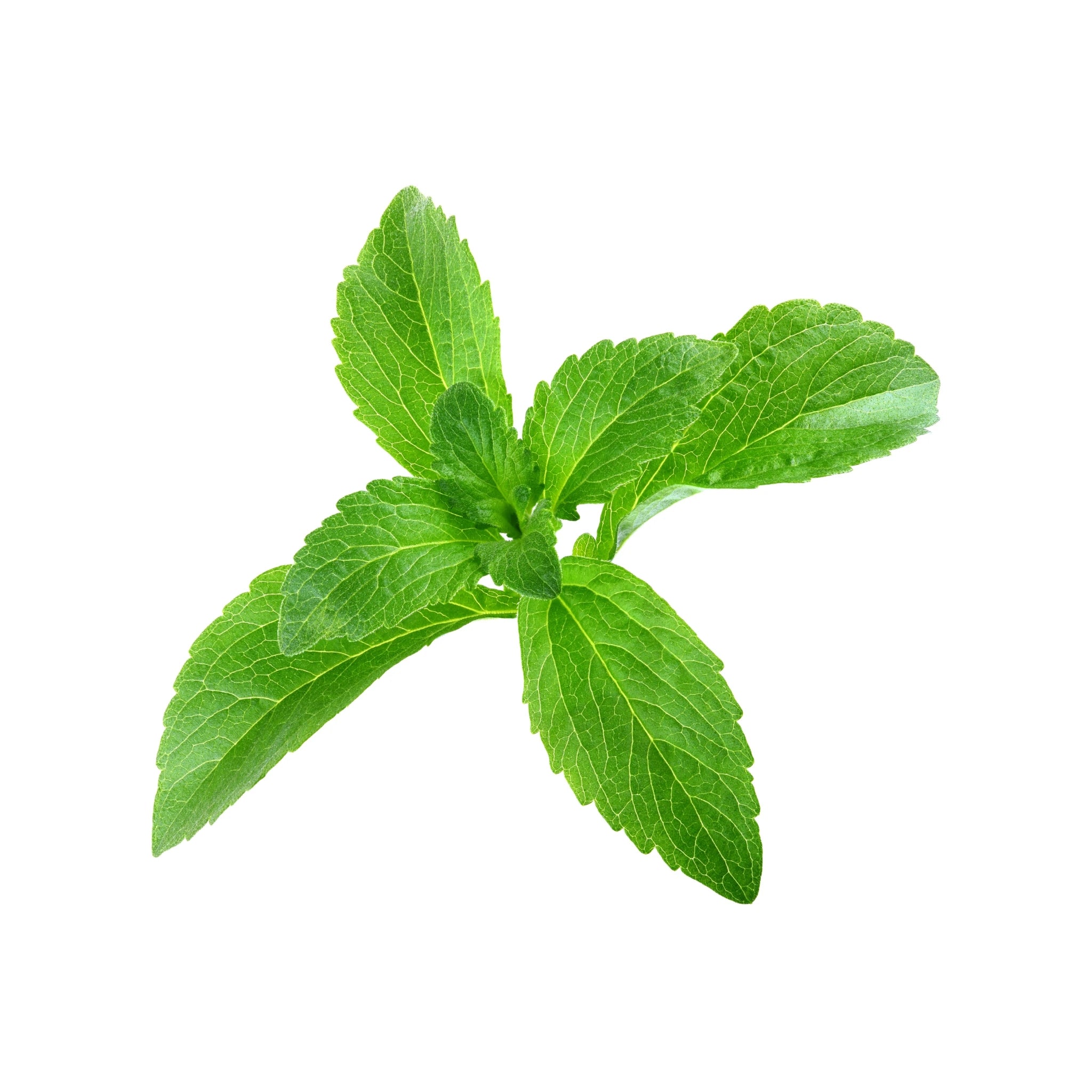 Stevia