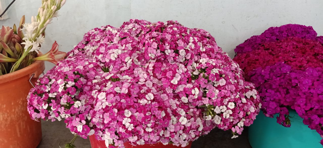 Sweet William Rose Supreme