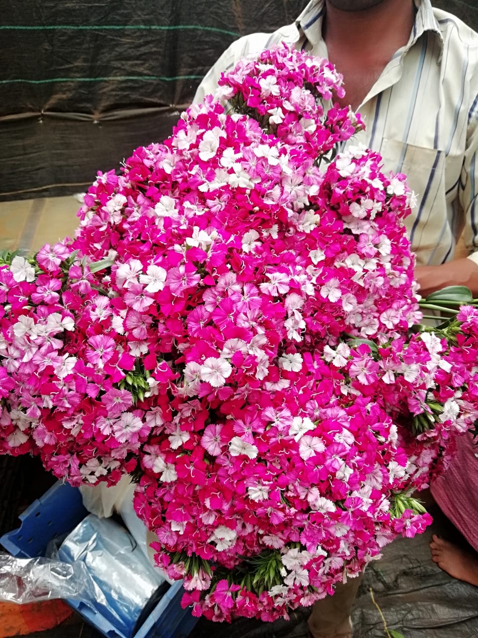 Sweet William Rose Supreme