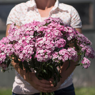 Sweet William Rose Supreme