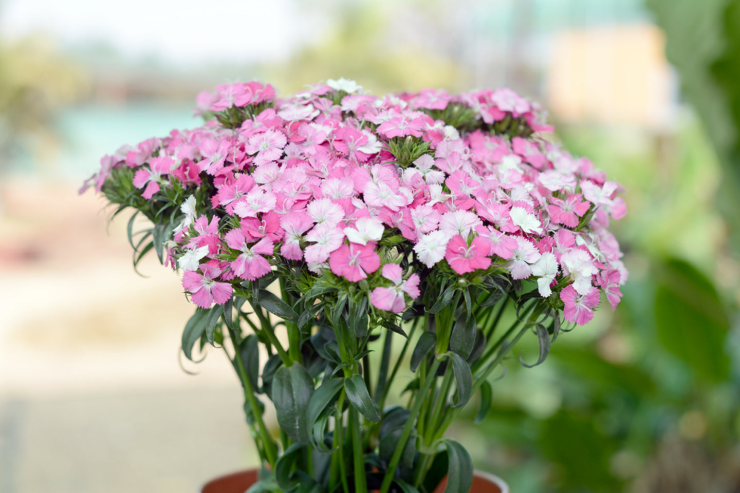 Sweet William Rose Supreme