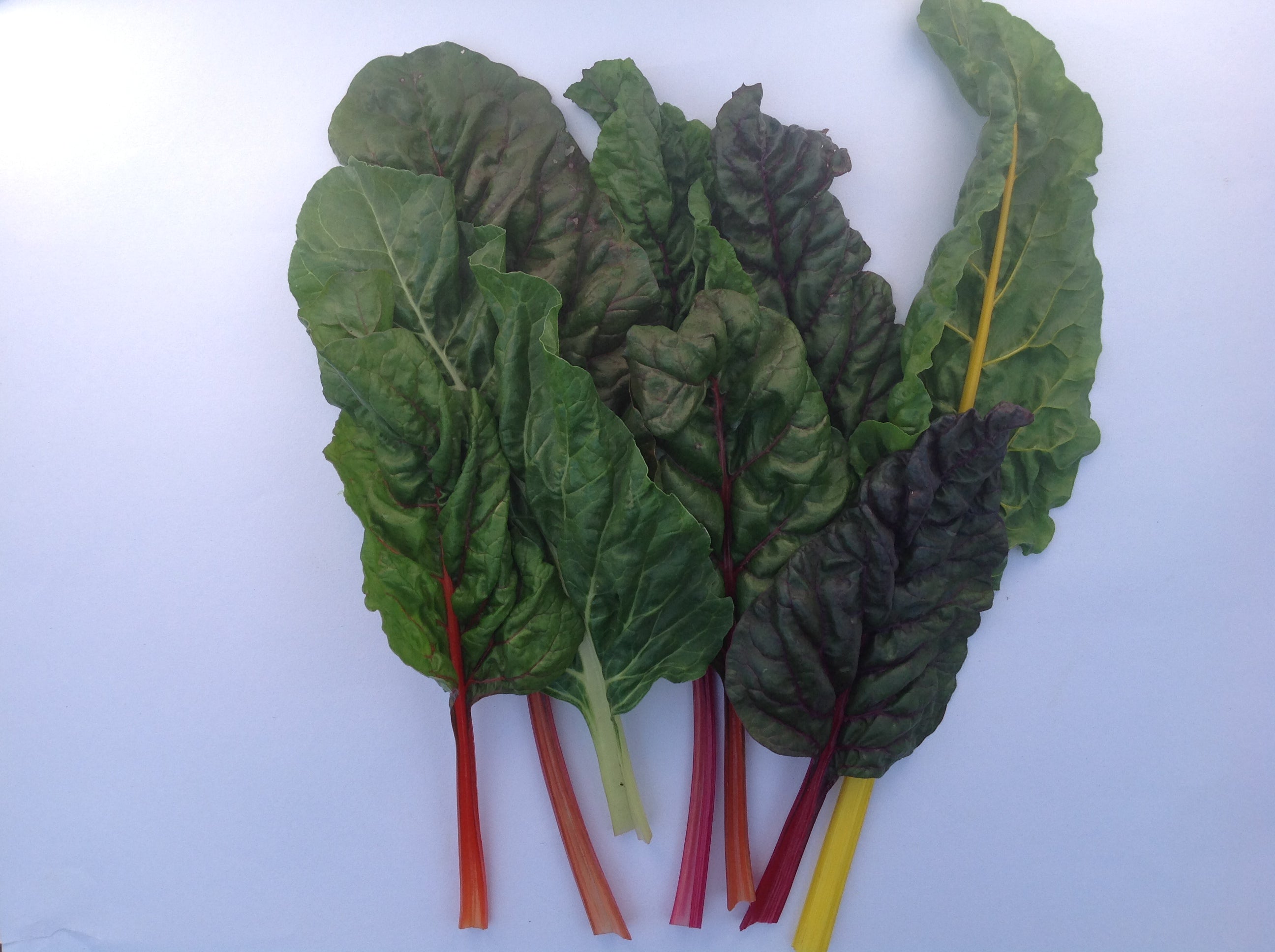 Swiss Chard, Multi-Coloured