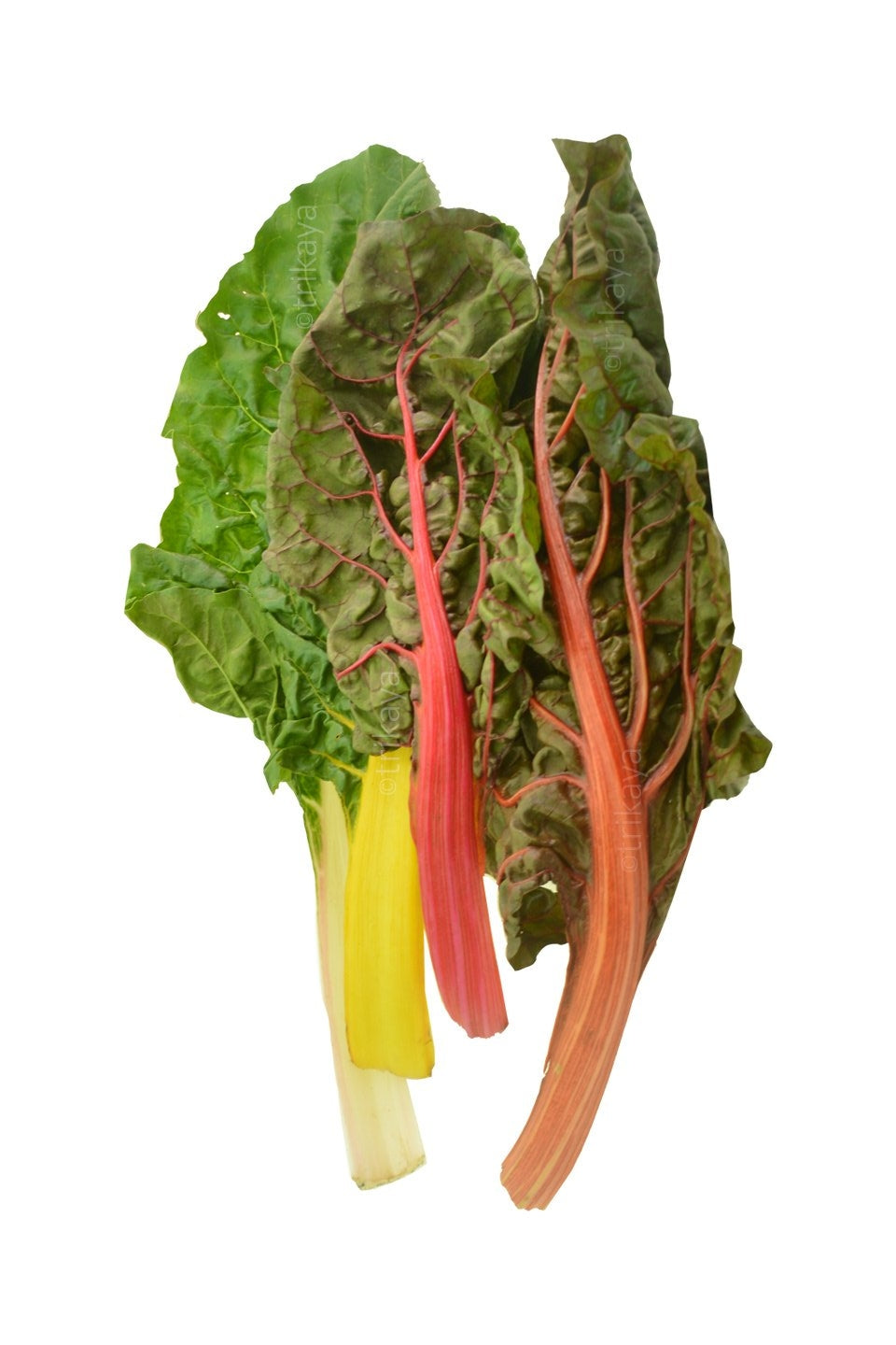 Swiss Chard, Multi-Coloured