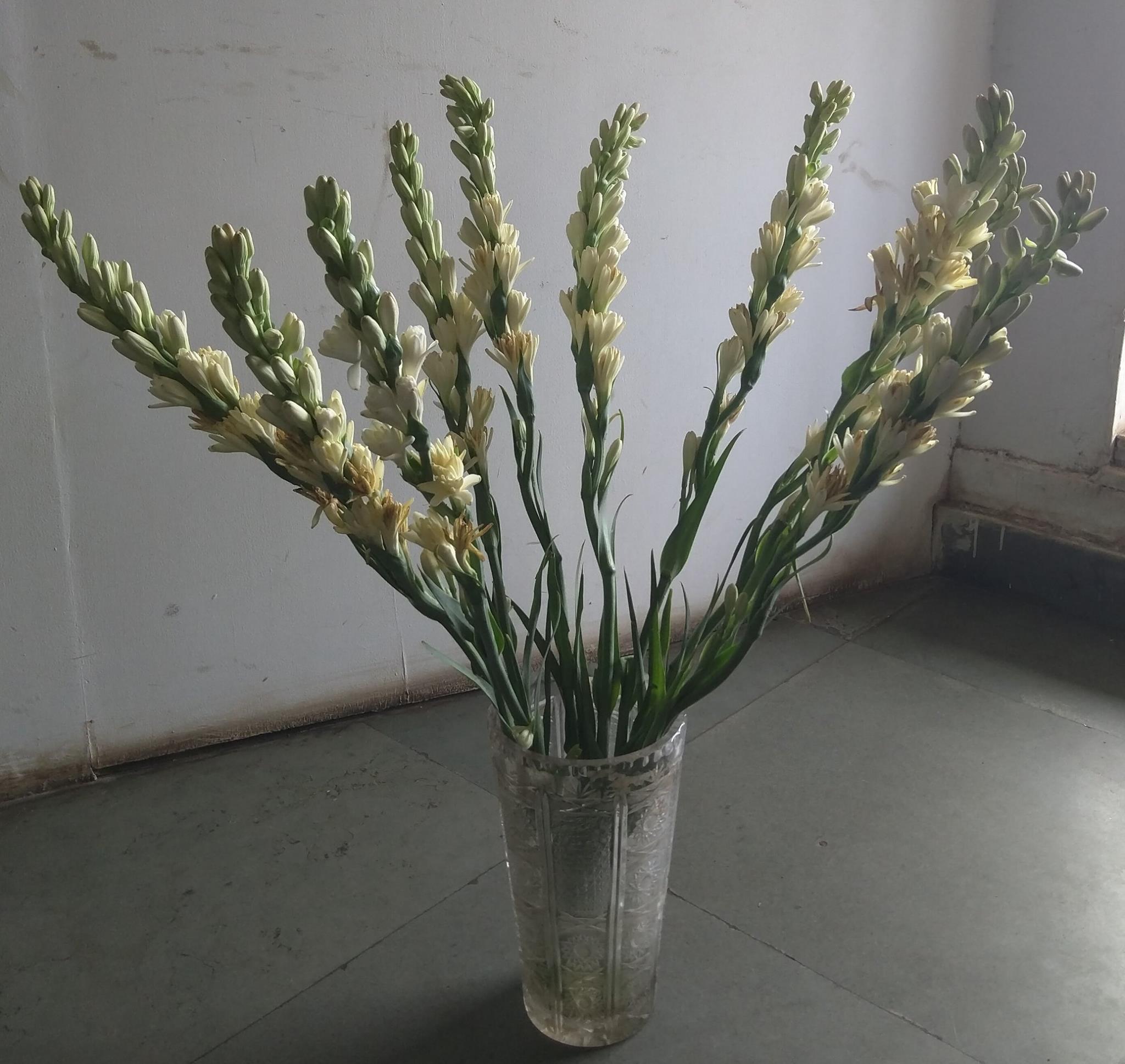 Tuberose