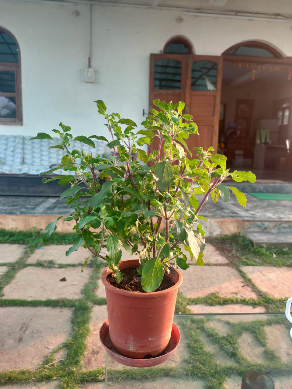 Tulsi Live Plant