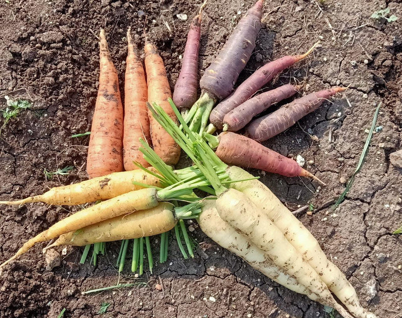 Carrots, Coloured