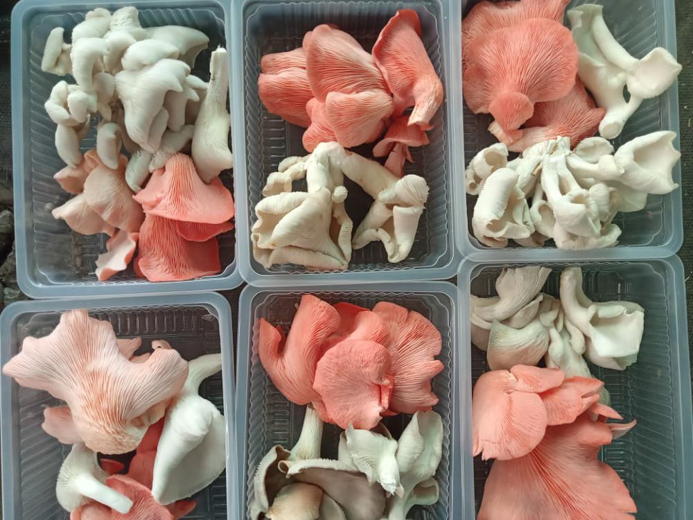 Mushrooms ,Oysters Mix