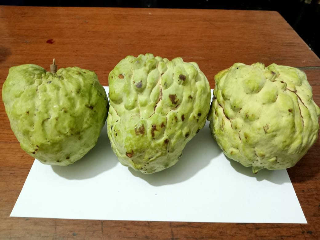 Custard Apple Premium, Seedless