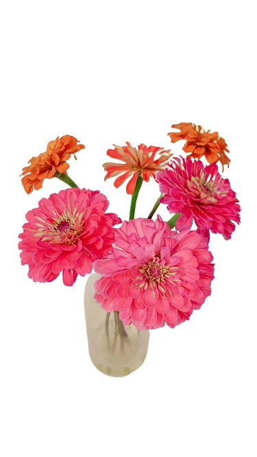 Aster