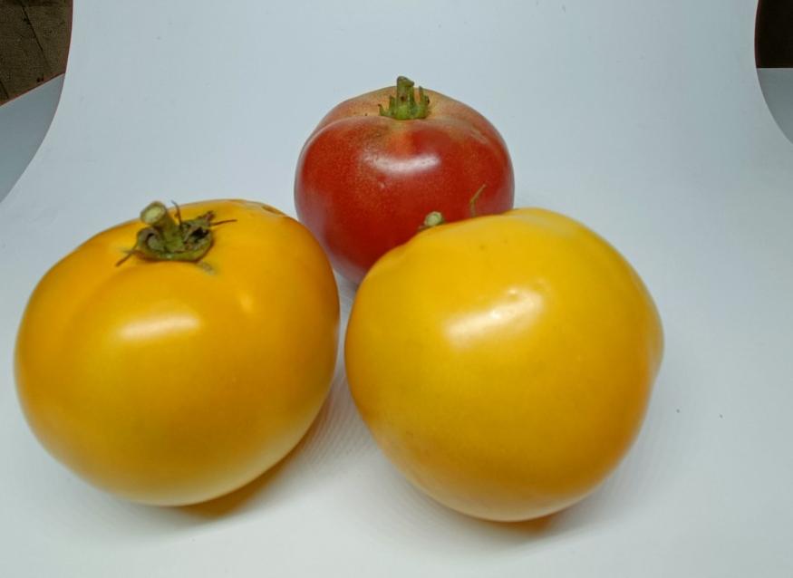Tomato Boston Mix