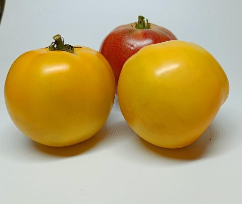 Tomato Boston Mix