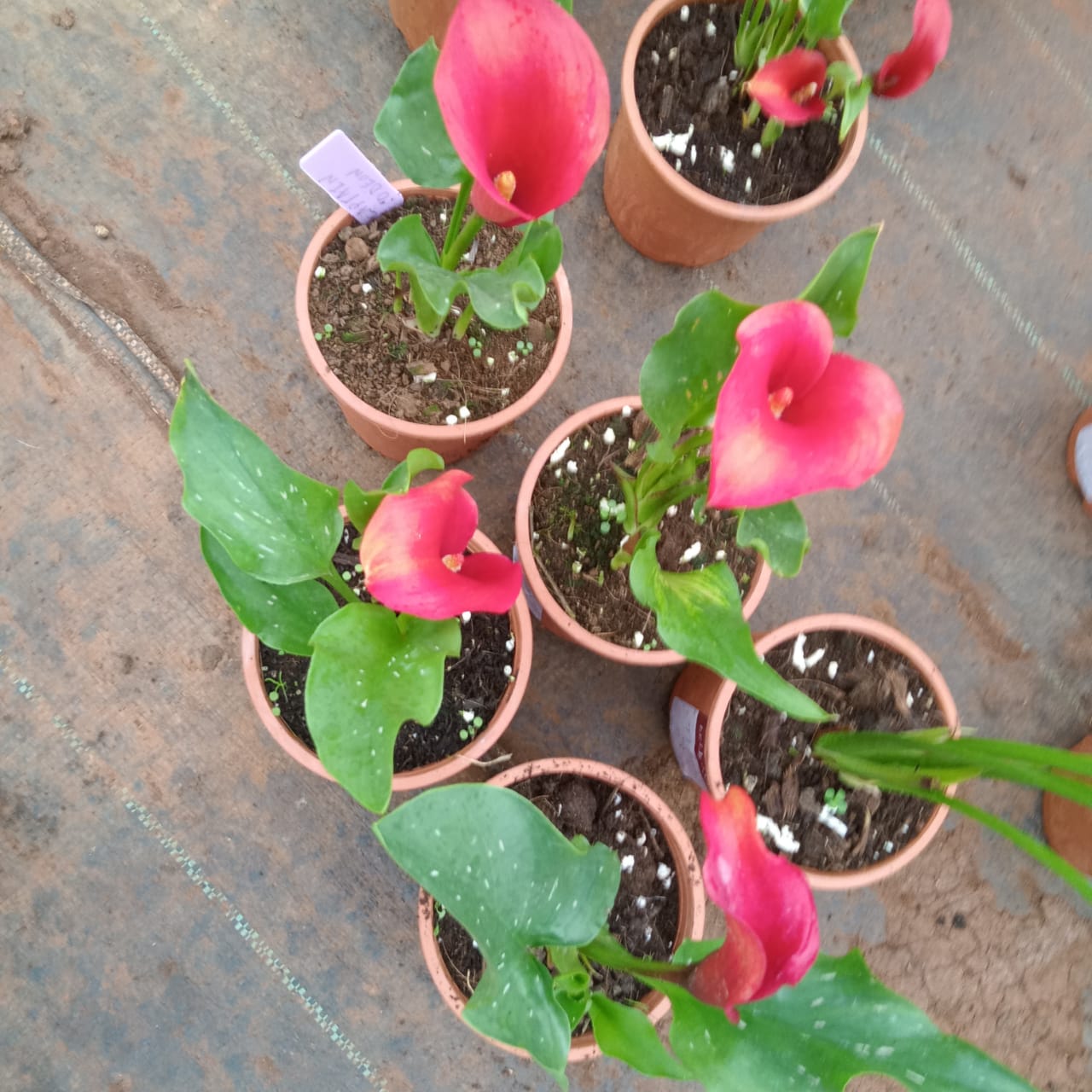 Calla Lily - Red Live Potted Plant
