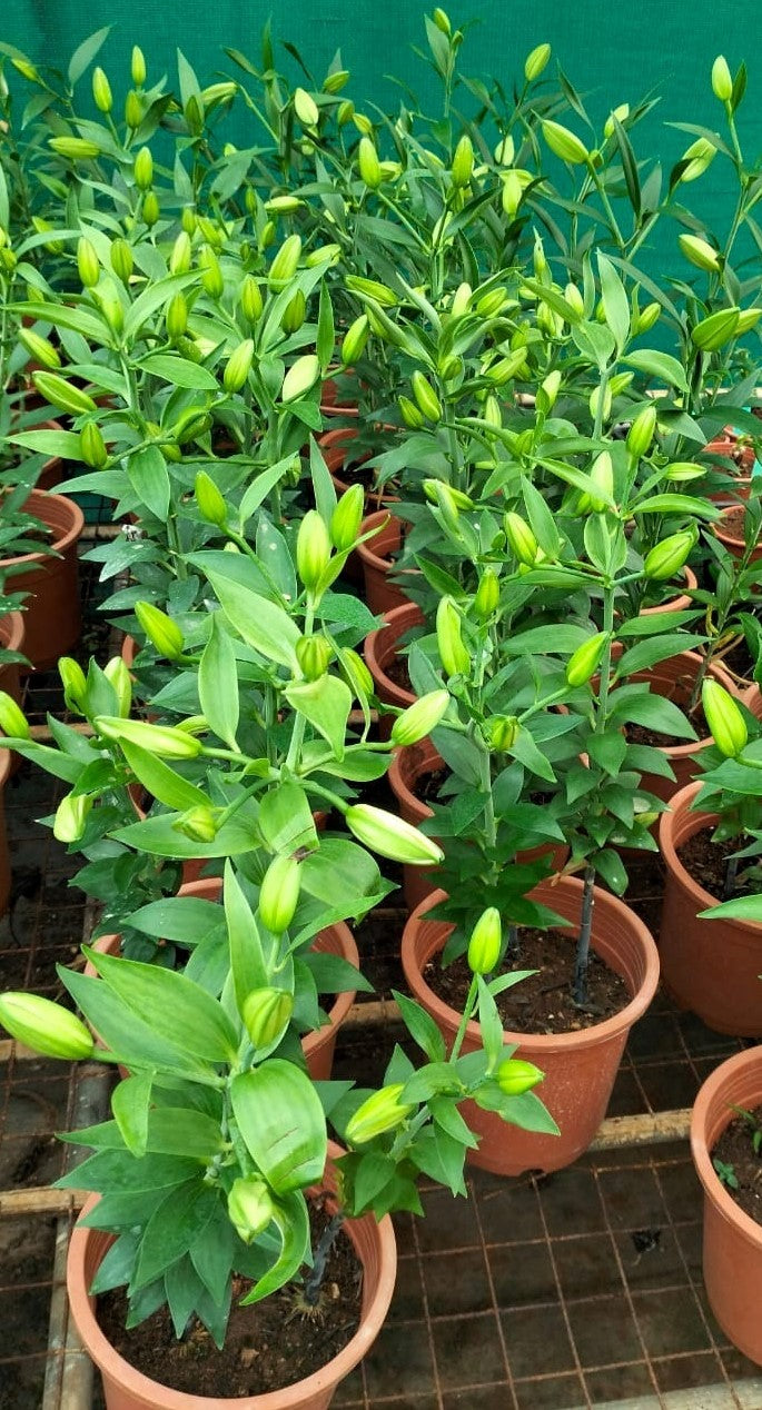 Oriental lily Live Plant
