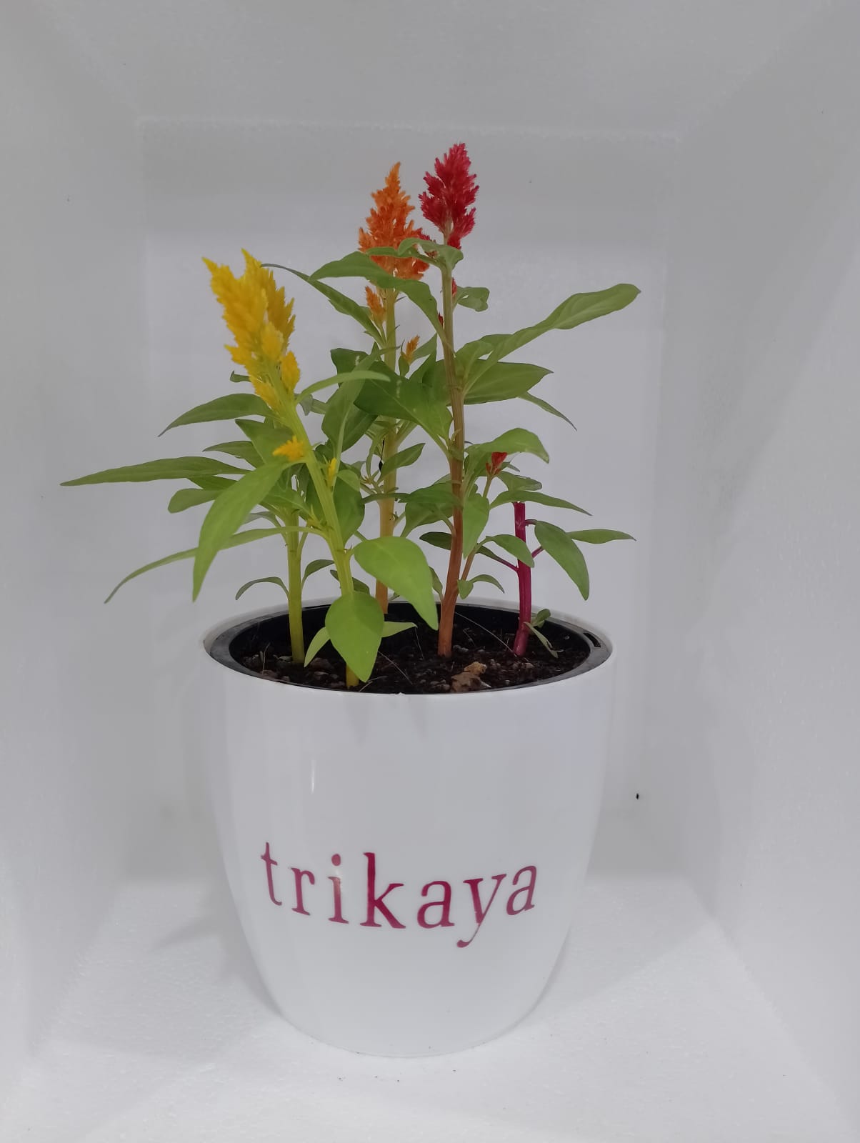 celosia potted plant Celosia Mix Potted plant – Trikaya Online Store