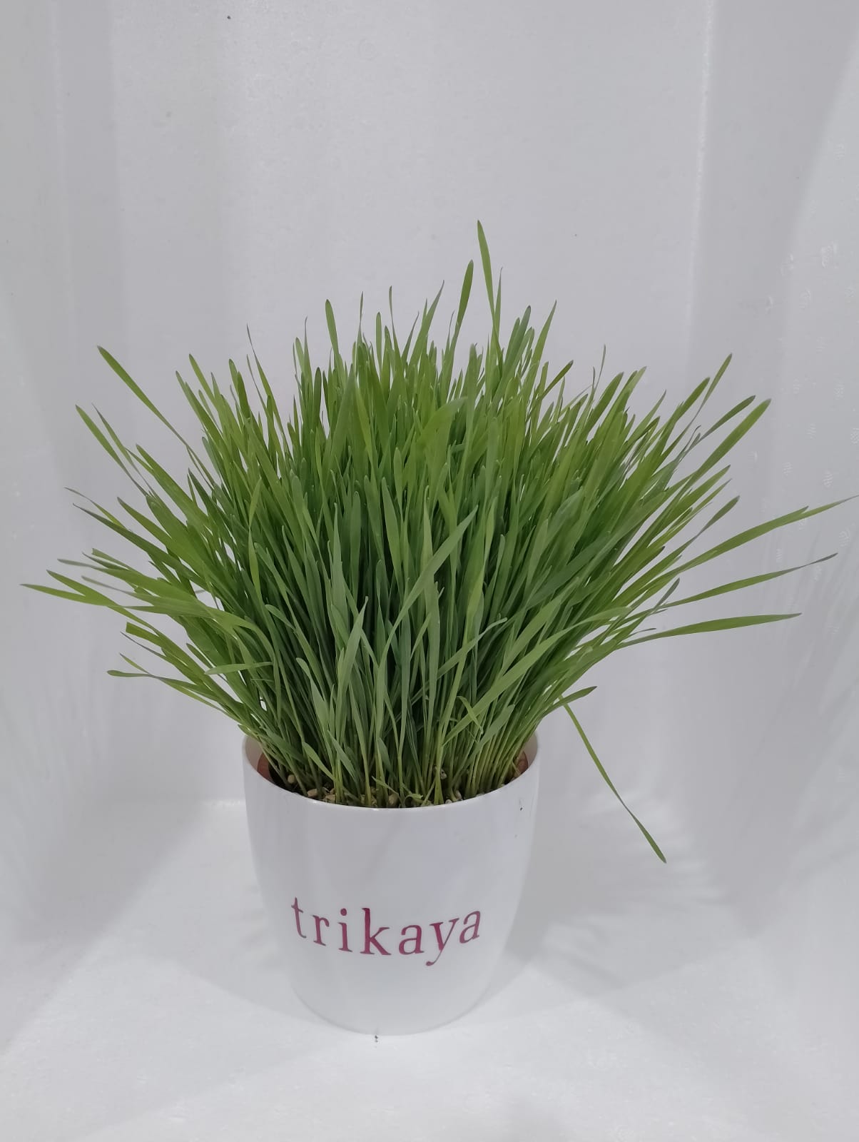Wheatgrass Live Plant