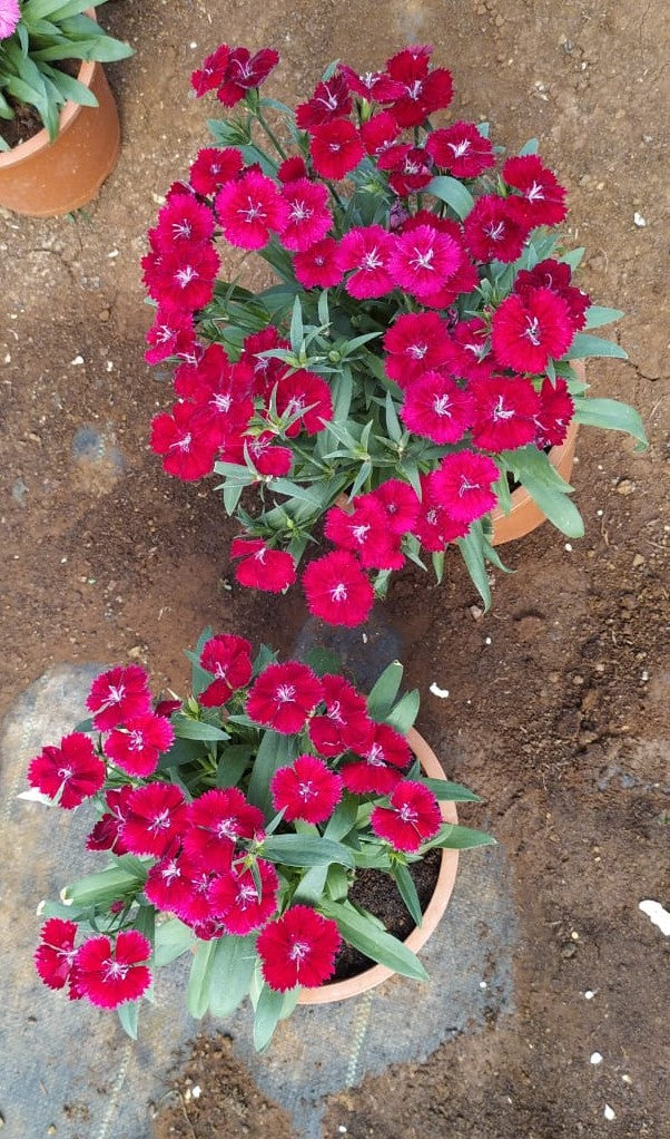 Sweet William Dwarf Brown Live Plant