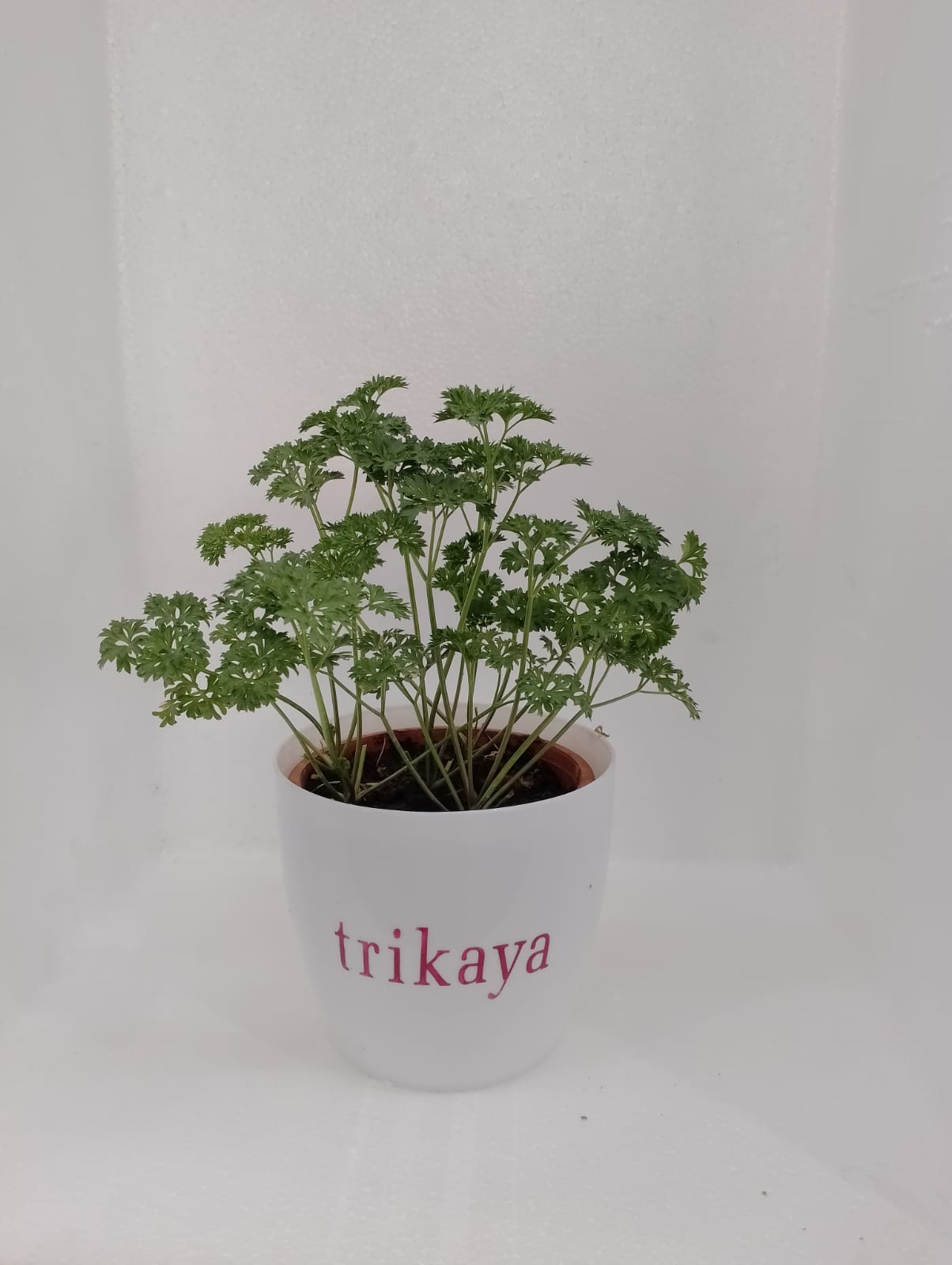 parsley tree house plant Parsley Curled Live Plant – Trikaya Online Store