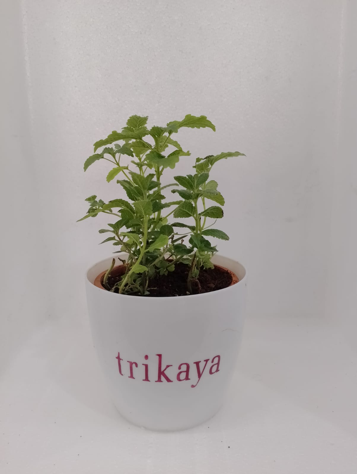 Mint Live Plant Assorted