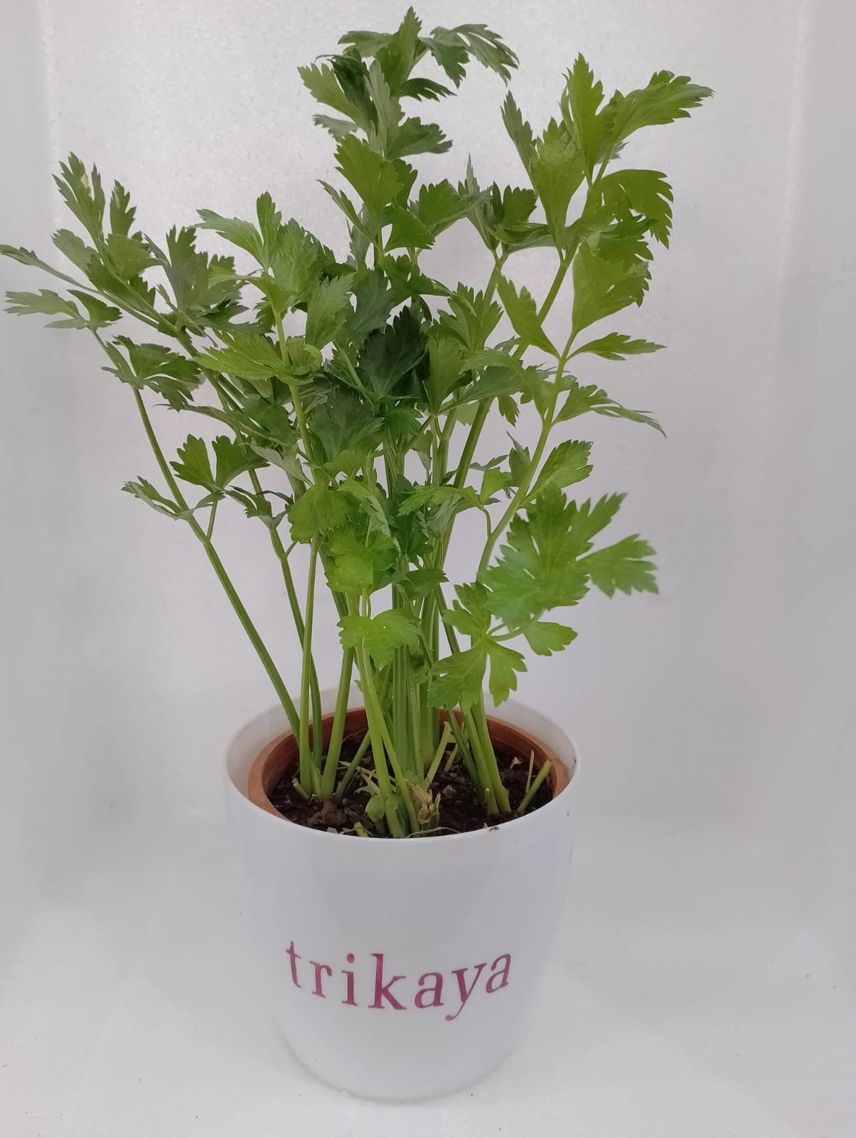 Celery Live Plant