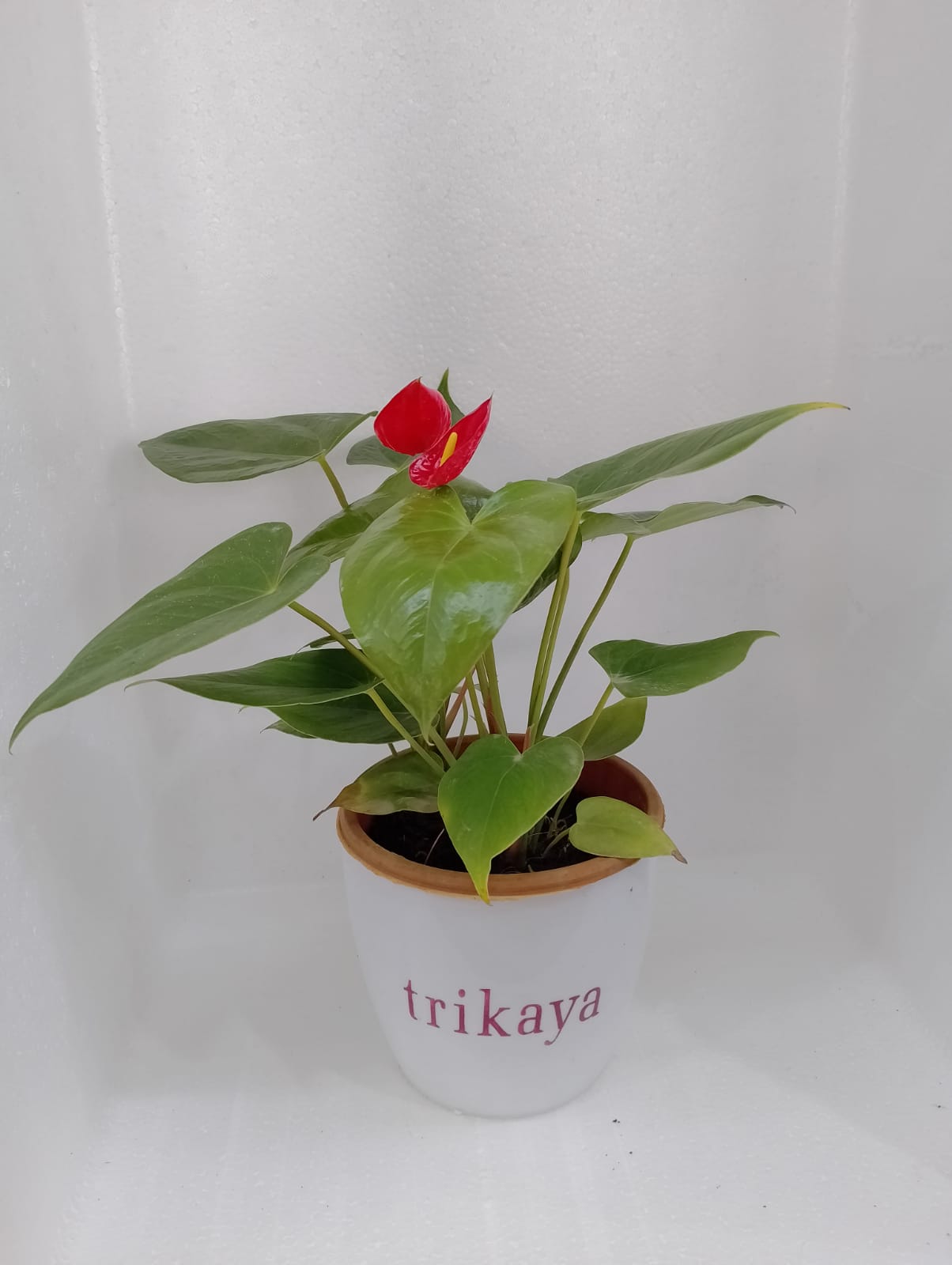 Anthurium Red Live Plant