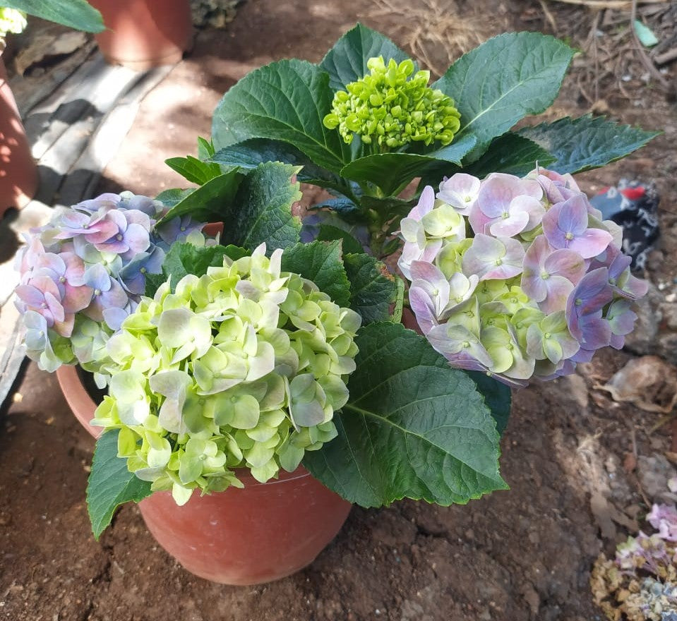 Hydrangea Blue Large Living Plant