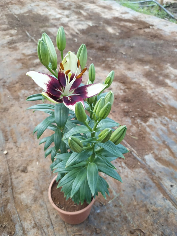 Asiatic Lily Bicolour Live Plant