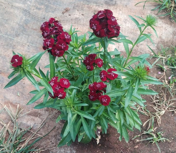 Sweet William Dwarf Brown Live Plant