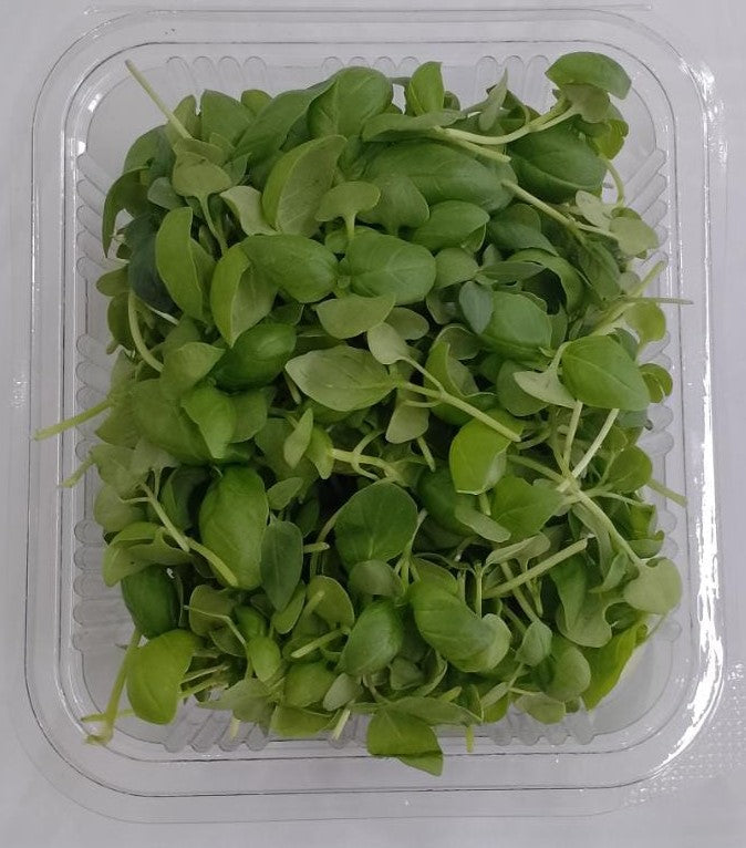 Microgreen Basil
